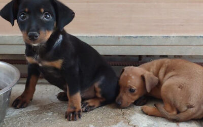 EL SERVICIO DE RECOGIDA DE PERROS ABANDONADOS EN PRIEGO DE CÓRDOBA, AL BORDE DEL COLAPSO POR EL AUMENTO DE ANIMALES ABANDONADOS